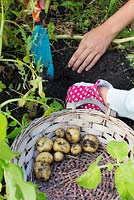 Children harvesting potatoes from small allotment garden and placing them in a wicker basket