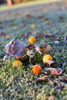 Crabapples and Bellis perennis on grass lawn with frost, november
