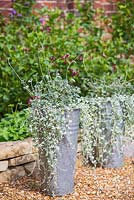 Plants include Pelargonium sidoides and Dichondra argentea 'Silver Falls'.