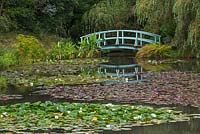 Nymphaea - Water lilies with Japanese style wooden bridge - Bennetts Water Gardens, Dorset