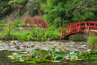 Lake with Nymphaea and Japanese style wooden bridge - Bennetts Water Gardens, Dorset