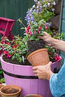 Removing Fuchsia from pot to plant in large wooden mixed container 