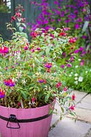 Pink Fuchsia Barrel. Plants featured are Fuchsia 'Brutus', 'Lady Boothby', 'Pink Fantasia', 'Flashlight' and 'Hawkshead'. 