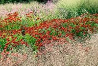  Helenium 'Rubinzwerg', Sporobolus heterolepis and grasses.  - Pensthorpe Millennium Garden
