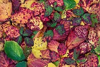 Rubus fruticosus - Blackberry leaves in autumn changing colour pattern - September