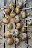 'Stuttgarter giant' onions on a wooden crate - September