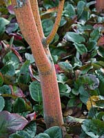 Acer conspicuum 'Phoenix' underplanted with Bergenia 'Eroica' - October