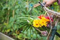 Bicycle basket with a harvest of Calendula, Radish, Tomatoes and Spring Onions