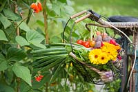 Bicycle basket with a harvest of Calendula, Radish, Tomatoes, Beetroot and Spring Onions