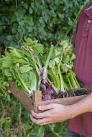 Man holding wooden crate of allotment produce. Spring Onions, Celery and Lettuce