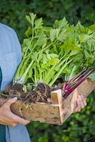 Woman holding wooden crate of allotment produce. Spring Onions, Celery and Lettuce
