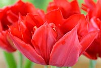 Tulipa 'Monte Red'