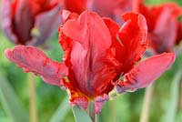 Tulipa 'Blumex Favourite', Parrot Group 