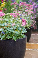 Sedums planted in polished emerald pearl Granite containers