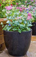 Sedums planted in polished emerald pearl granite container