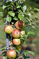 Malus 'King of the Pippins' - cider apple, August