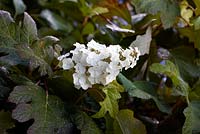 Hydrangea quercifolia 'Snow Queen' - August
