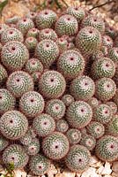 Mammillaria bombycina - Silken pincushion cactus