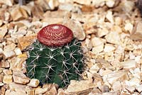Melocactus intortus - Turk's Head Cactus
