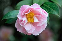 Camellia 'Nicky Crisp'