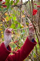 Taking hardwood cuttings from Viburnum opulus. Guelder rose