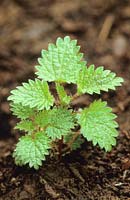 Urtica dioica Stinging Nettle at young seedling stage. 