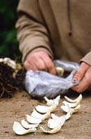 Lily bulb scaling. Scales being placed into polythene bag filled with peat or substitute and grit or vermiculite