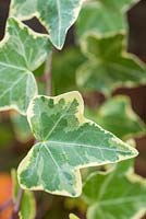 Hedera helix - variegated ivy. 