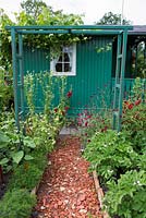 Path made from broken terracotta bordered with terracotta tiles in allotment garden, allotment house, trellis, Knautia macedonica, Hollyhock, tagetes
