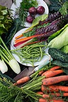 Organic vegetables harvested from garden, Brassica oleracea - Black kale, carrots, pumpkin, beans, Foeniculum vulgare - fennel, red onion, lettuce, herbs, Swiss Chard - Beta Vulgaris, Brassica - Cabbage