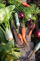 Harvested vegetables in allotment garden, carrots , red onion, Foeniculum vulgare - fennel, green cabbage