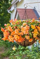 Hanging basket of Begonia tuberhybrida 'Apricot Shades' F1 Illumination series