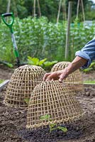 Placing Bamboo cloches over Pumpkin Hundred Weight plants to protect from pests. 