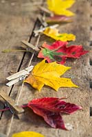 Variety of autumnal leaves hung on to string by pegs, against a wooden backdrop. 