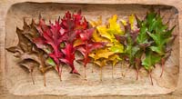 Autumnal Quercus rubra leaves arranged in a wooden bowl. 