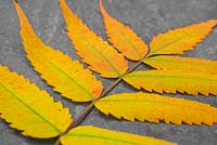 Autumnal Rhus typhina leaves against slate