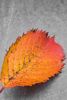 Autumnal Prunus leaf against slate. 