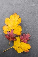 Autumnal Crataegus monogyna leaves against slate. 