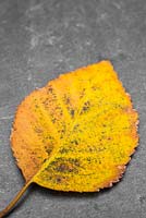 Autumnal Betula leaf against slate. 