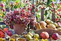 Pot of Hydrangea seedheads, rosehip wreath, Physalis and basket of harvested pears and apples.