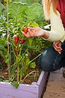 Woman picking chilli.