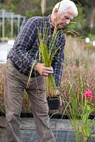 Male customer browsing grasses for sale at nursery.