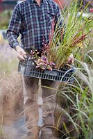 Man carrying crate of selected perennials and grasses at nursery.