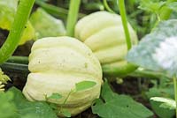 Squash 'Sweet Dumpling' growing in allotment bed. 