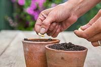 Sowing Squash 'Uchiki Kuri' seeds in terracotta pots. 