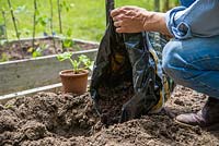 Adding manure to freshly dug hole for young Squash 'Uchiki Kuri' plant