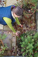 Woman tidying up autumnal leaves from a patio corner planted with herbs