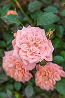 Rosa 'Flower Power'. Frycassia