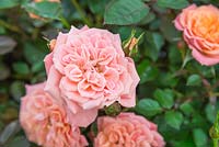 Rosa 'Flower Power'. Frycassia