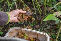 Woman picking up fallen Rose leaves diseased with Black Rot, preventing the virus spreading